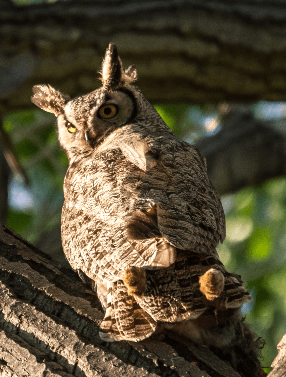 An Owl’s Breakfast