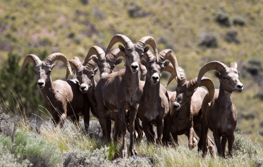 Hart Mountain Antelope Refuge ~ Bighorn&nbsp;Sheep