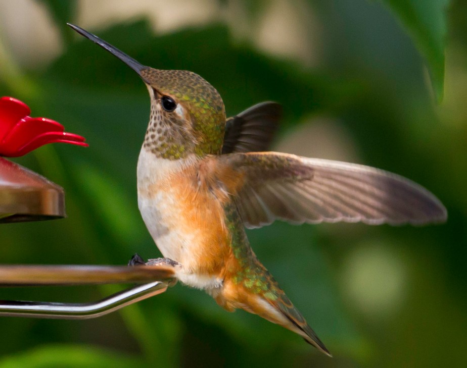 Goodbye Little Friends