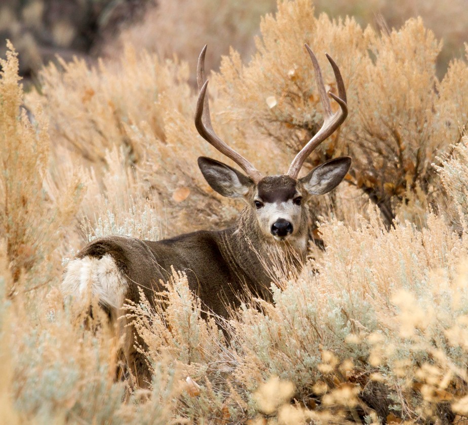 Mule Deer