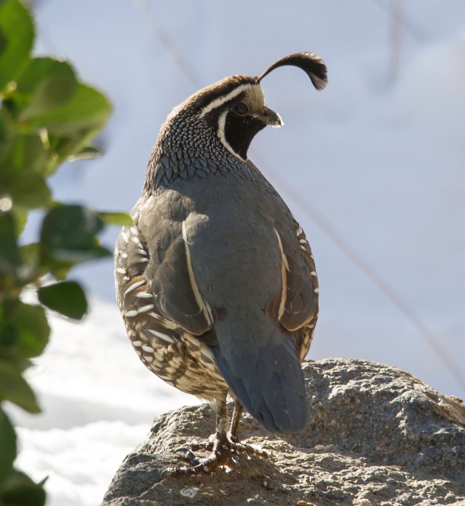Quail