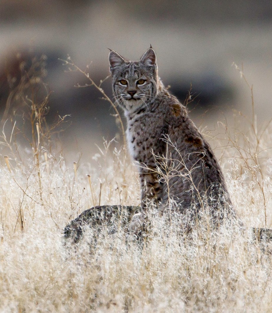 Random Wildlife Photos From My Last Trip to&nbsp;Klamath