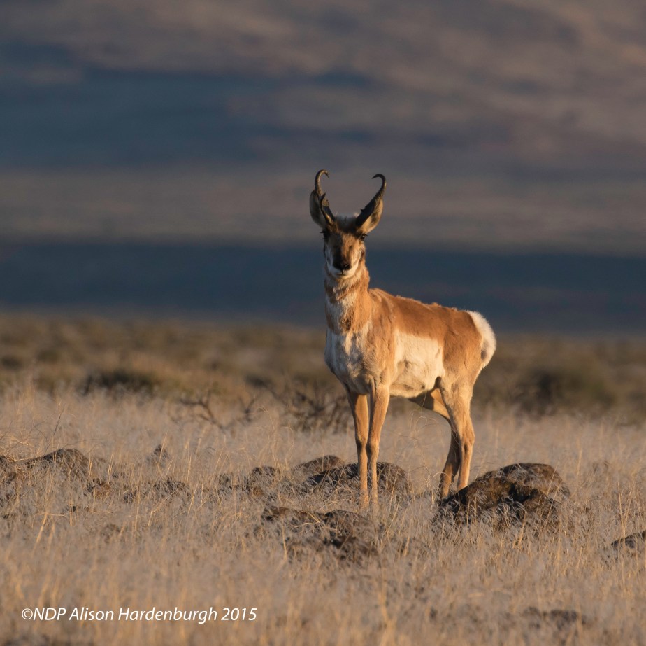 Success with My New&nbsp;Blind