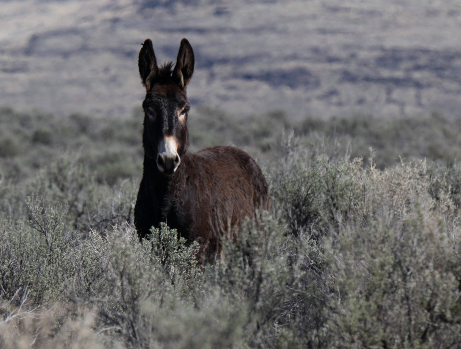 Wild Burros