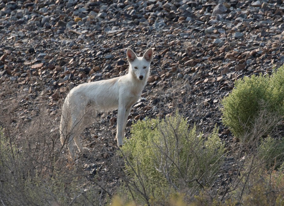What is it? Coyote or&nbsp;other?