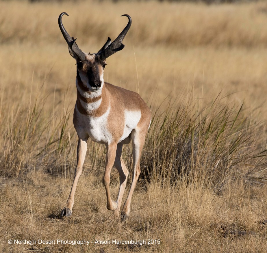 Back to the&nbsp;Sheldon