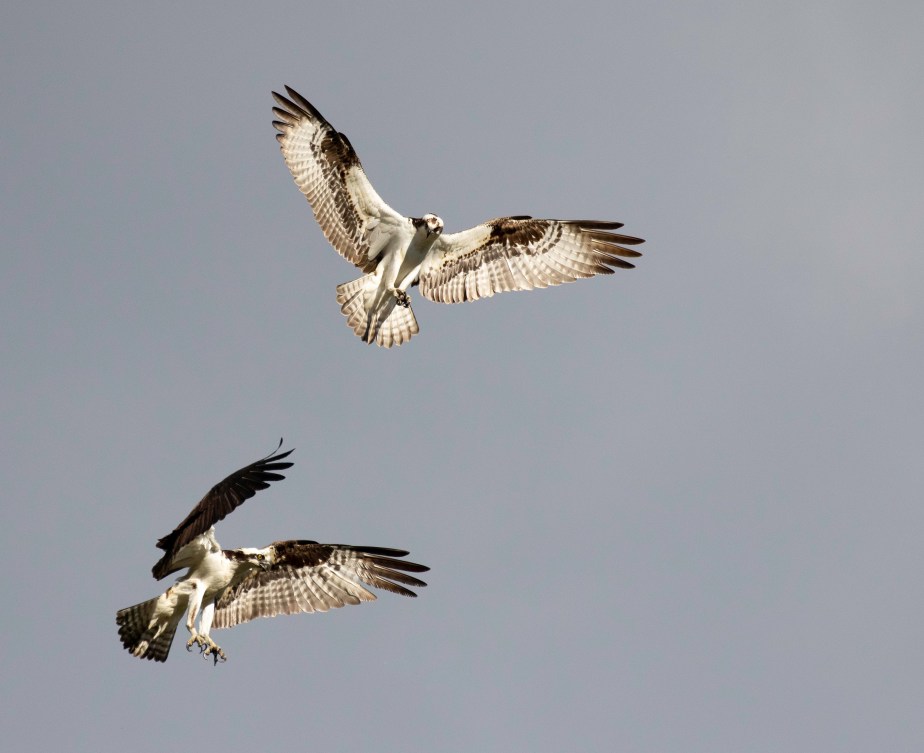 Angelic Ospreys
