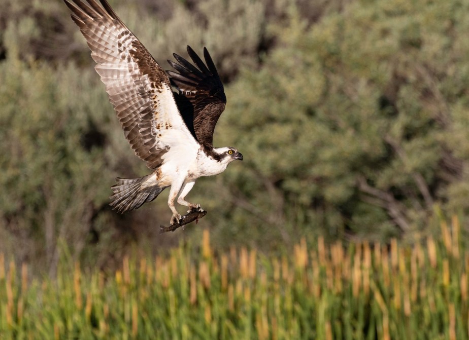 Ospreys – End of the&nbsp;Dive