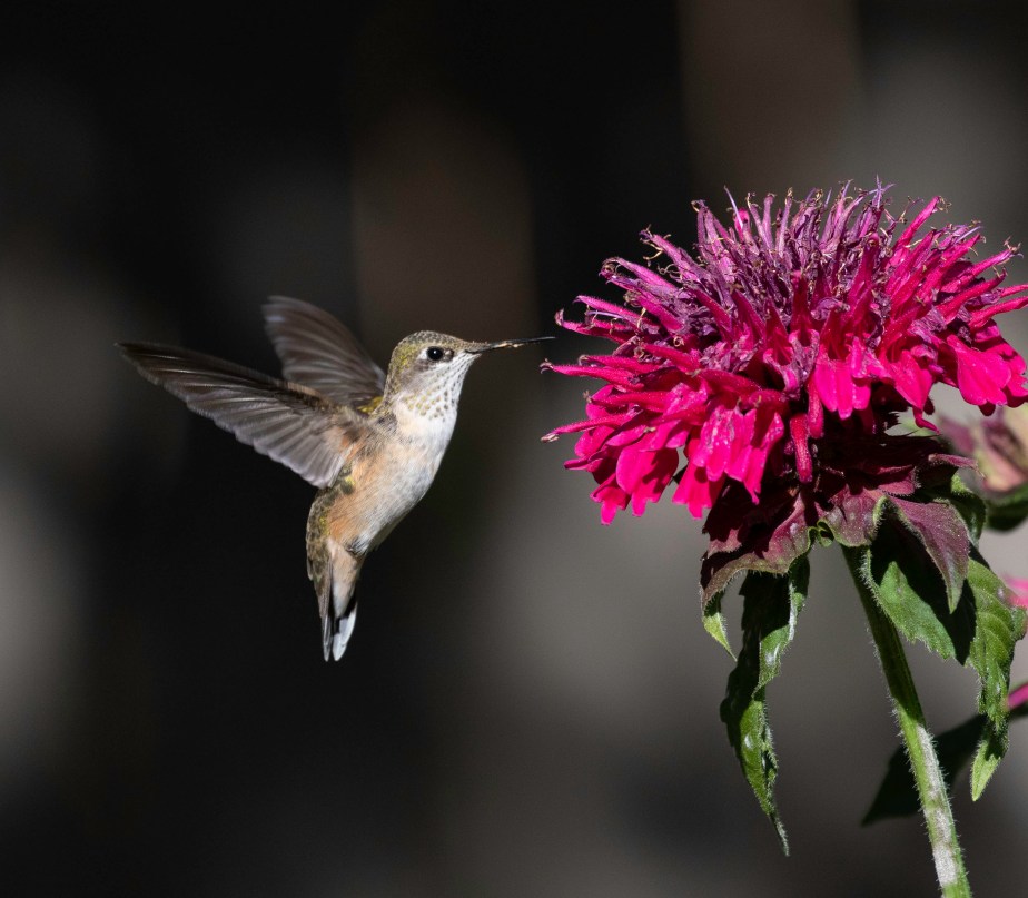 Providing for Pollinators