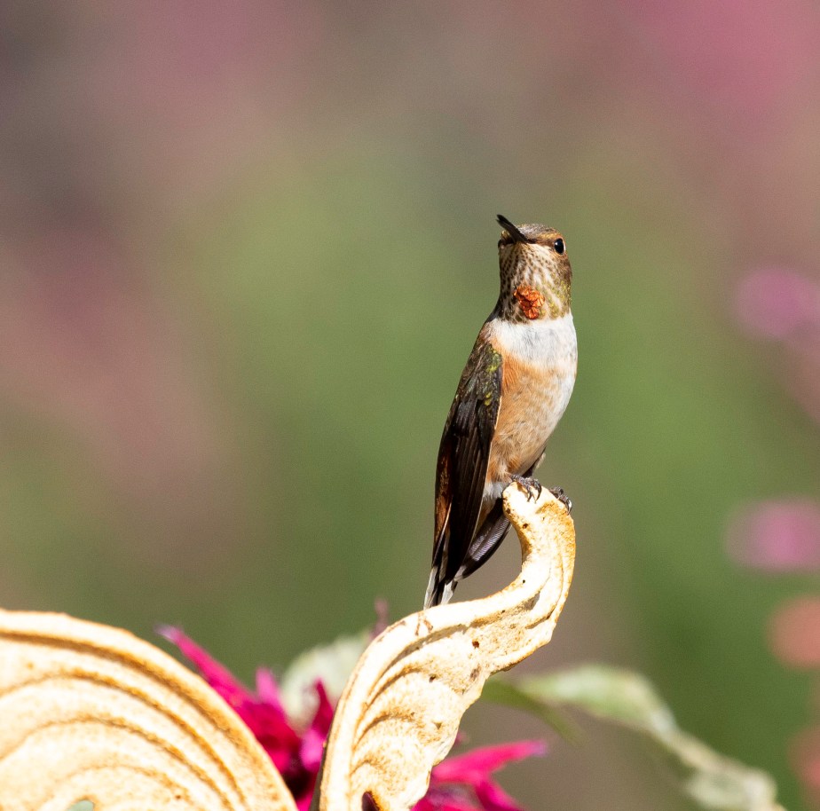 Hummingbirds at Rest