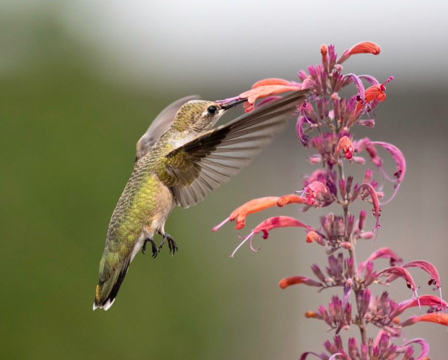 Some recent favorites…Wordless Wednesday