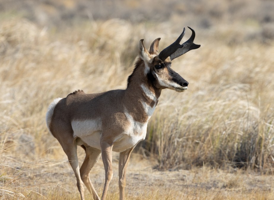 I Like Big Bucks and I Cannot&nbsp;Lie…