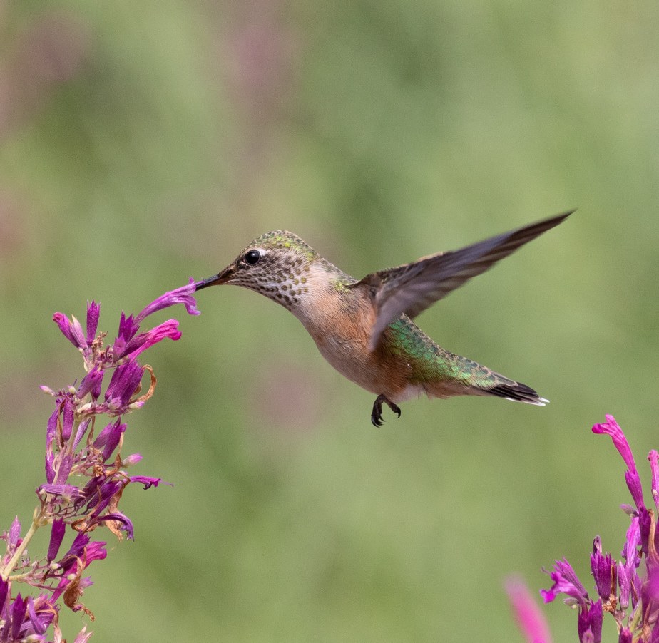 Jewels of the&nbsp;Garden
