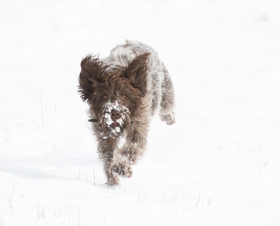 Snow Day with&nbsp;Scout