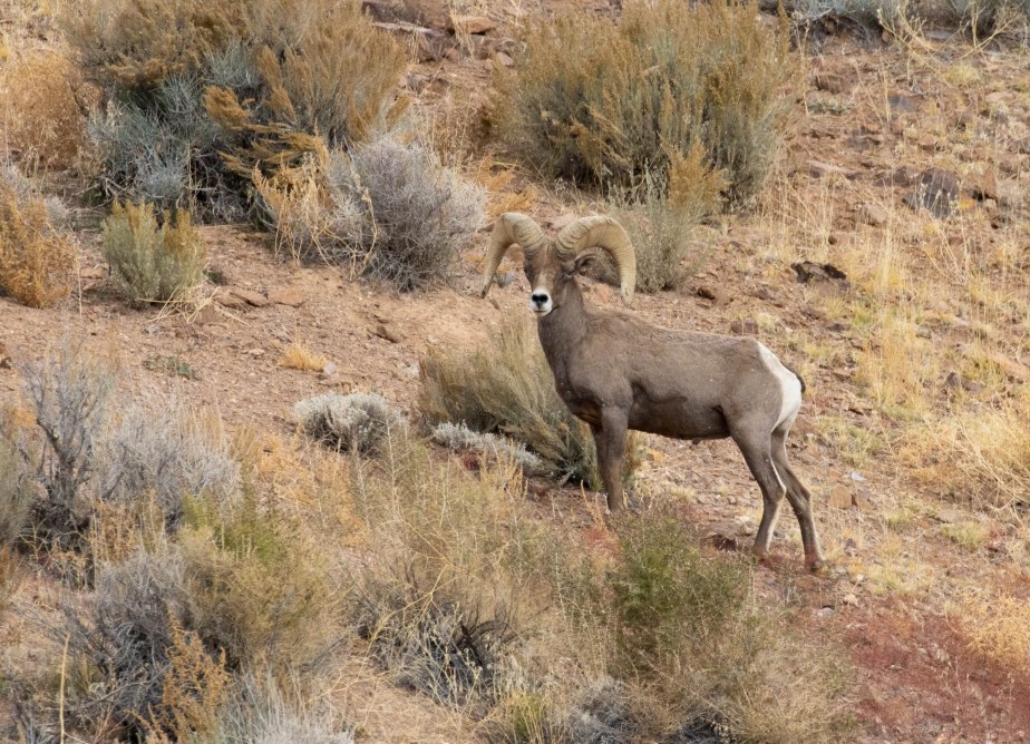 Desert Bighorn Sheep