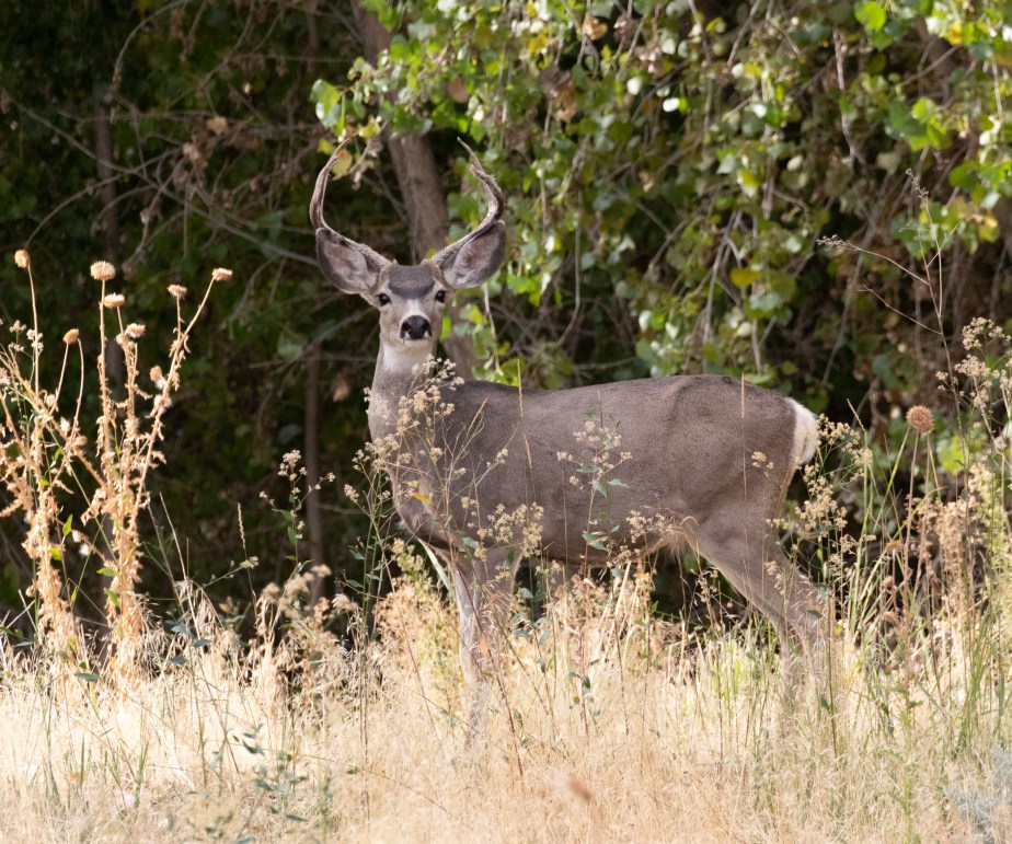 Mule Deer