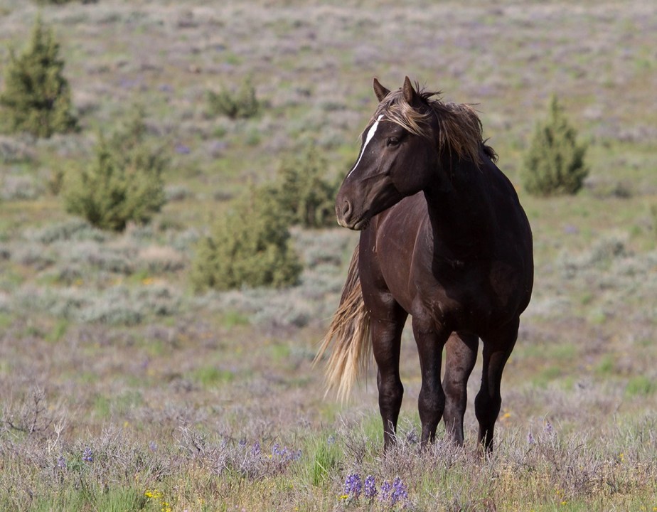 Wild Horses and the Battle to Save our Public Land&nbsp;Ecosystems