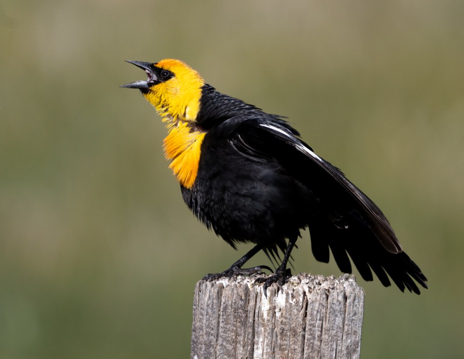 Sierra Valley and the Wolf&nbsp;Invasion