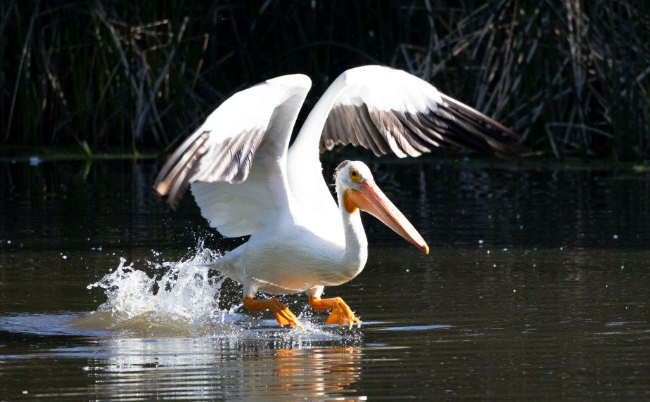 Desert Pelicans