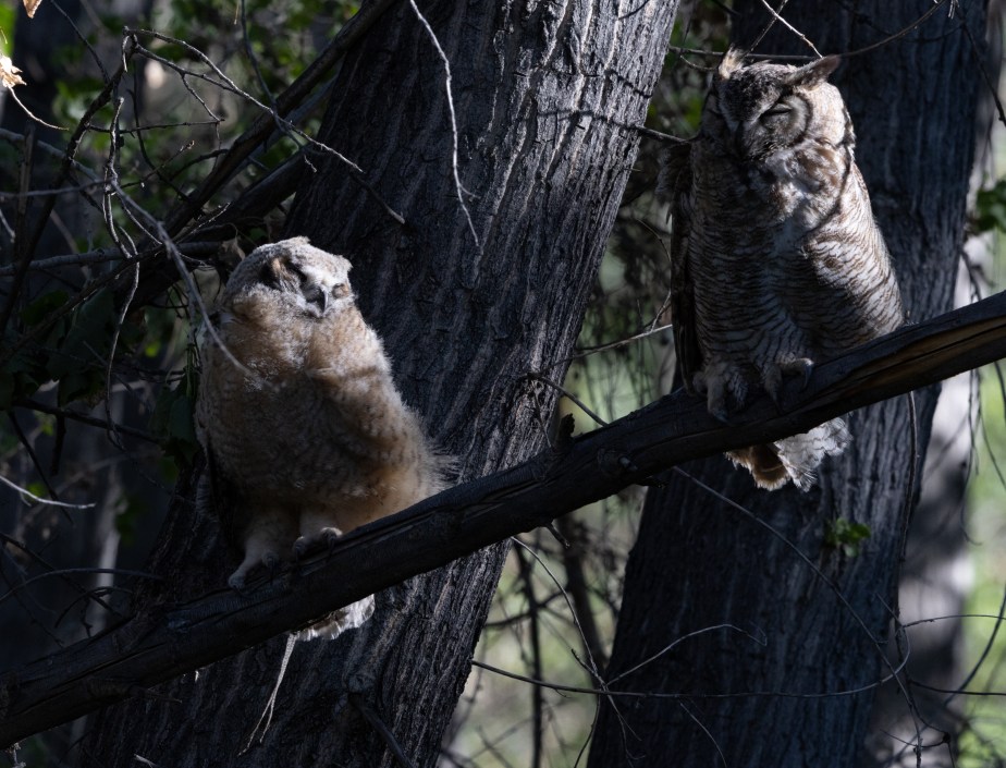 Great Horned Owls