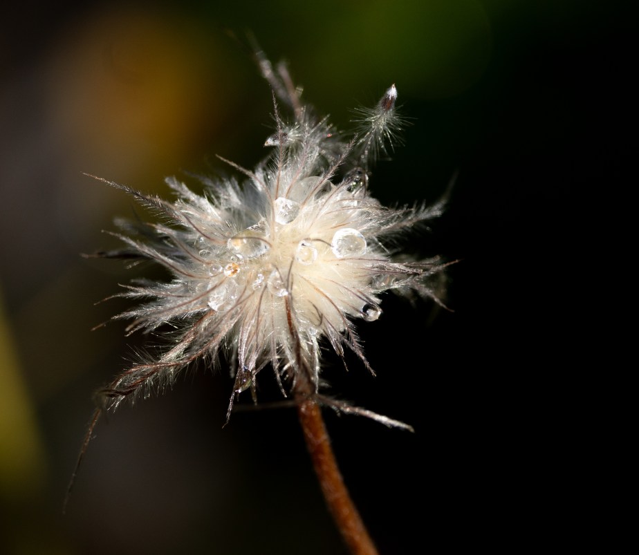Random Summer Flowers