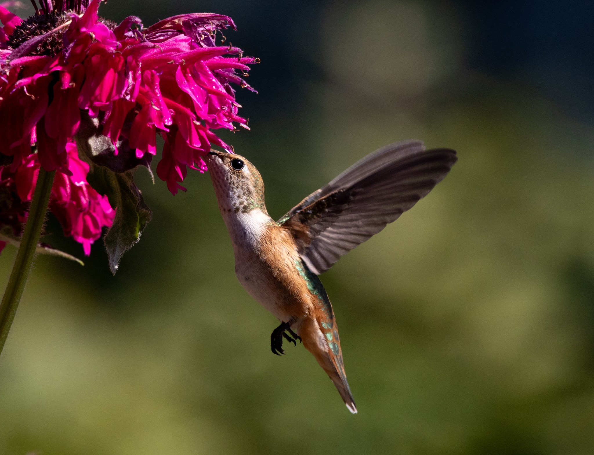 Hummingbirds – Northern Desert Photography