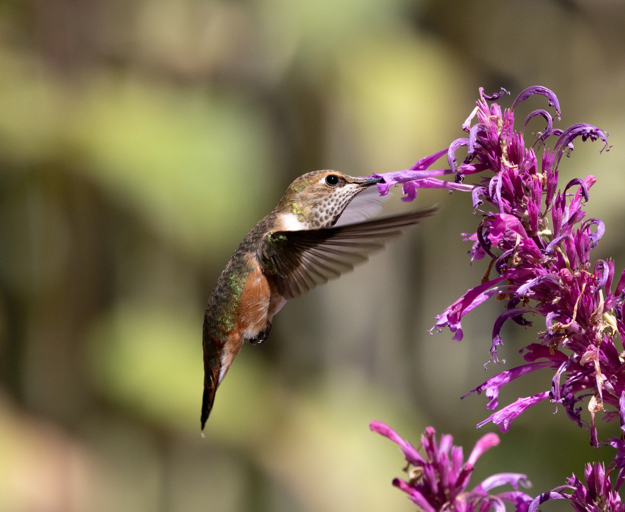 Hummingbirds – Northern Desert Photography